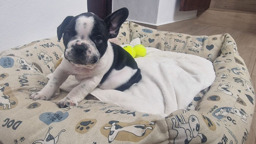 Bulldog francês puro