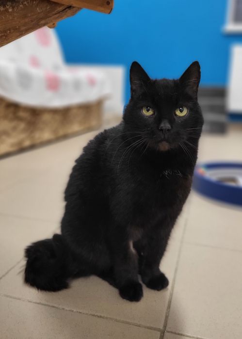 Piękna kotka Nyxia szuka domu