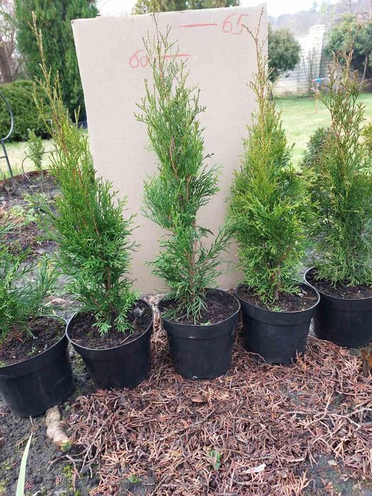 Туї (туи) в горщиках