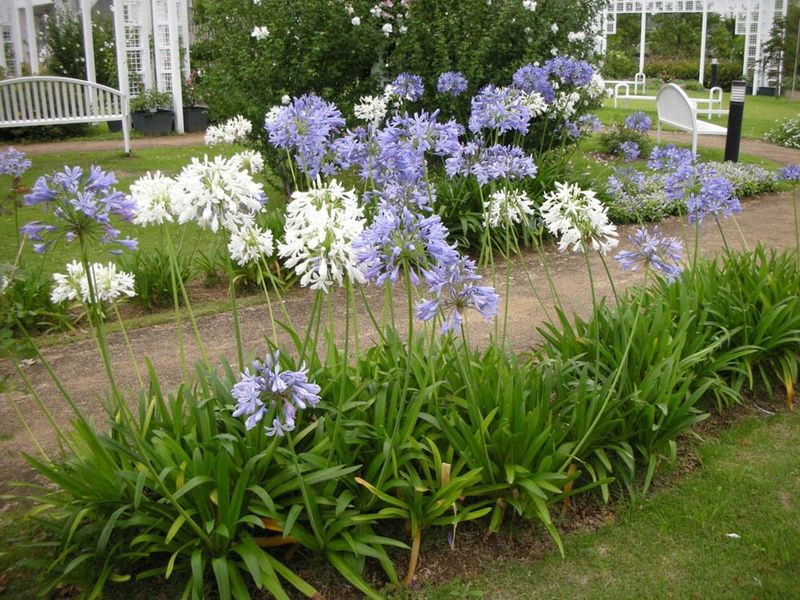 Agapanthus azuis e brancos