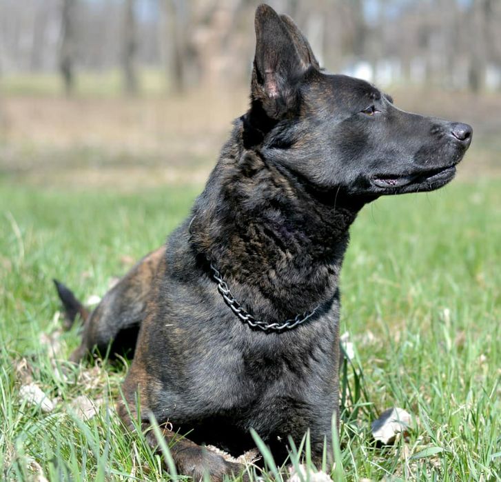 Вязка голландська вівчарка(хердер)