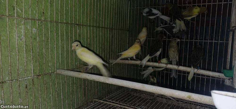 Canários Machos e Fêmeas