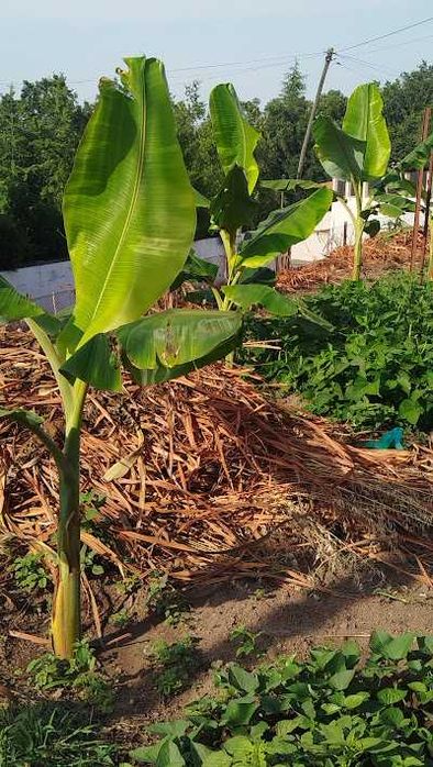 vendo bananeiras variedade oriunda de Angola