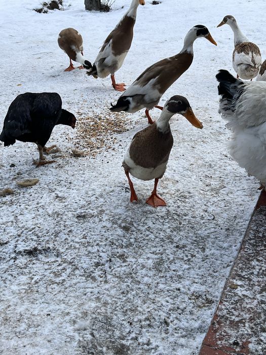 Kaczki biegusy dwu kolorowe