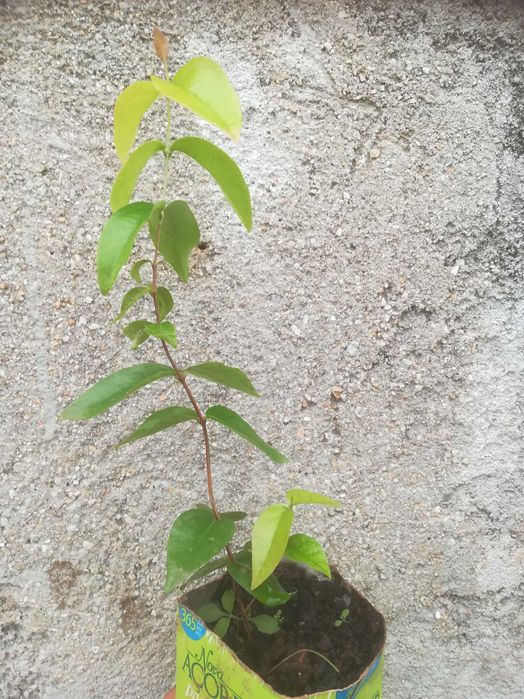 Pitanga Vermelha - Eugenia uniflora L.