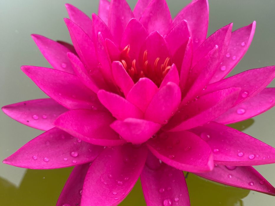 Водяная Лилия ( нимфея) Tan Khwan