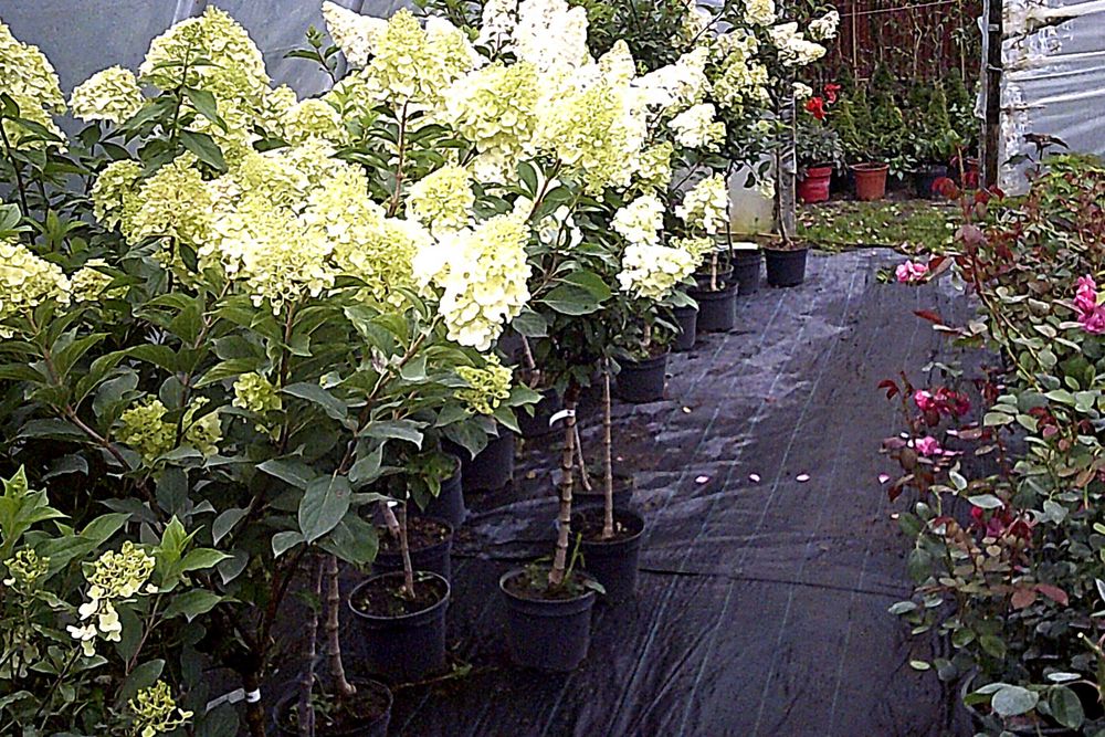 Hortensje Ogrodowe