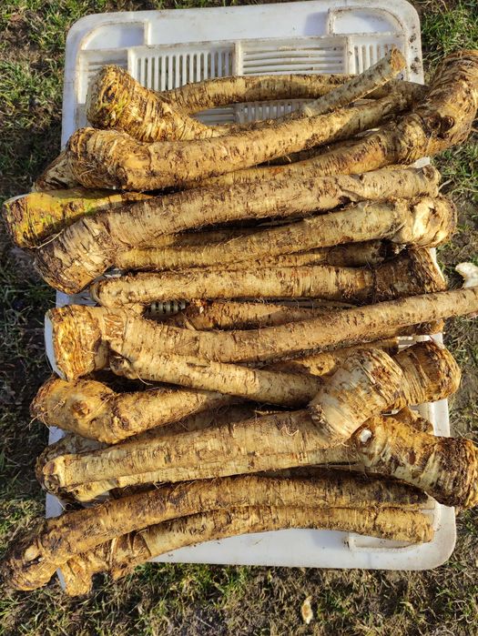 Korzeń chrzanu do tarcia - możliwość wysyłki