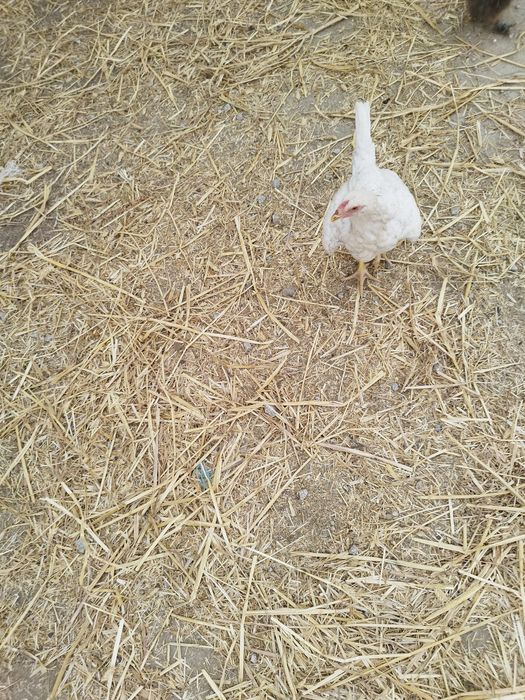 Aves de raças variadas