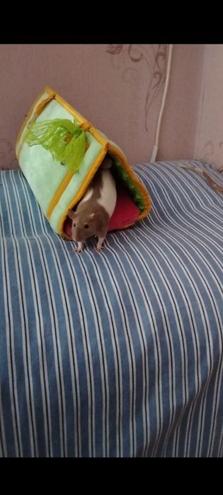 Пацючки дівчатка