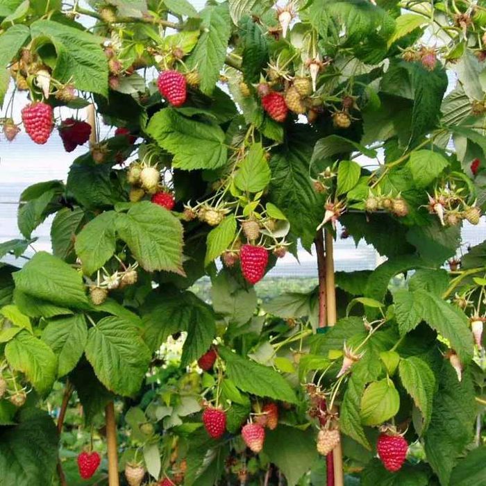 Продам саджанці малини ДжоанДжей(Джоан джей),  полуниця Азія, Румба