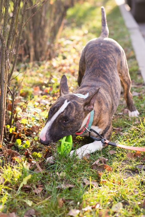 Бультерʼєр шукає дім