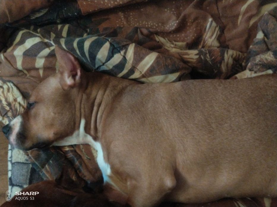 Девочка Амстафф в хорошие руки