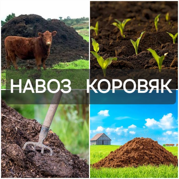 Гній, навоз коровячий з доставкой.