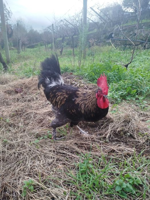 Galos cruzados de Marans