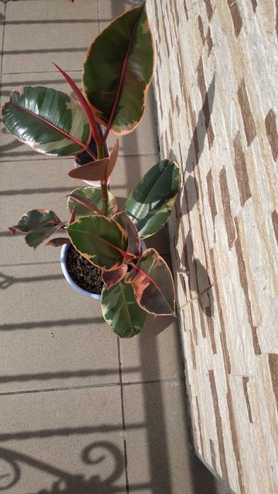 ''Belize'' figowiec sprężysty, fikus