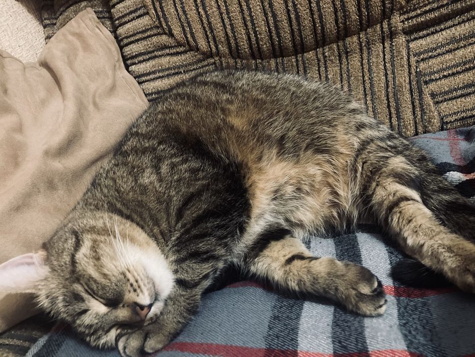 Отдам  бесплатно