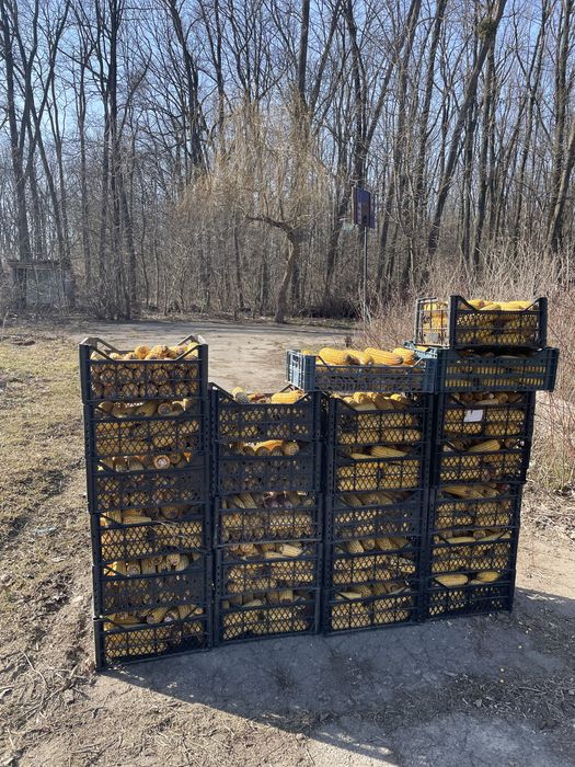 Продам кукурудзу