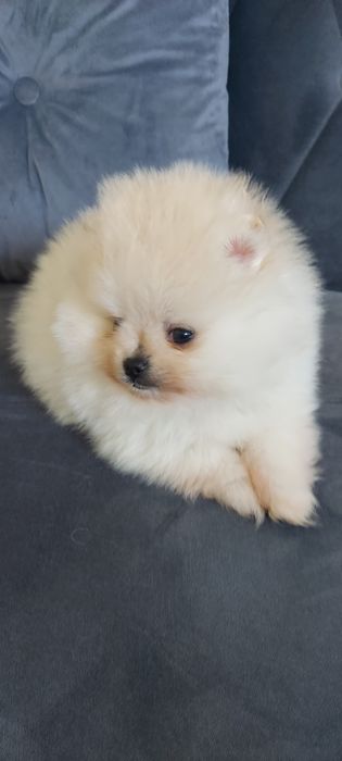 Samczyk szpic miniaturowy