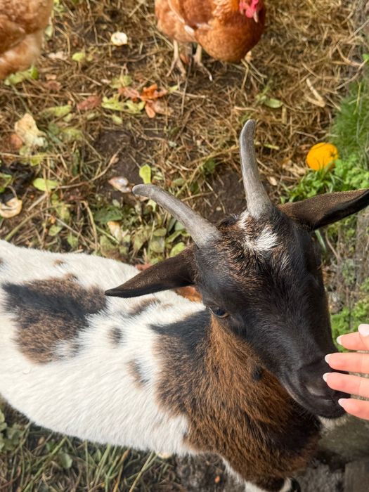 Cabras anãs muito meigas para venda