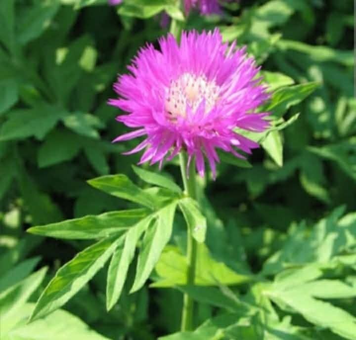 Chaber białawy sadzonka