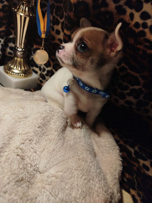 Самый лучший друг это чихуахуа мини мальчик Коби тип