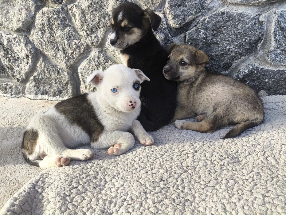 Віддам собачок Гайсин