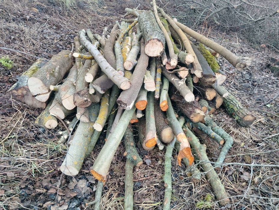 Продам дрова 1000 грн складометер само вивіс ціна метрових