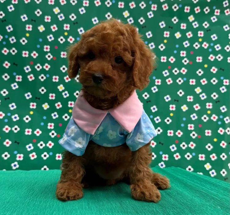 Ляльковий малюк той пудель