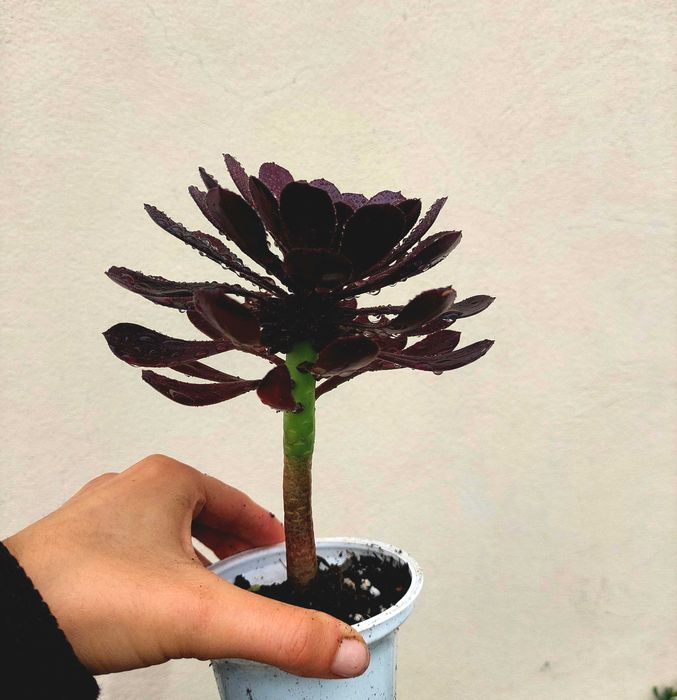 Planta Suculenta Aeonium