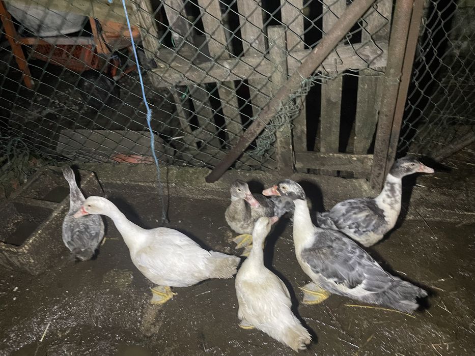 Patos mudos adultos para mudar de casa