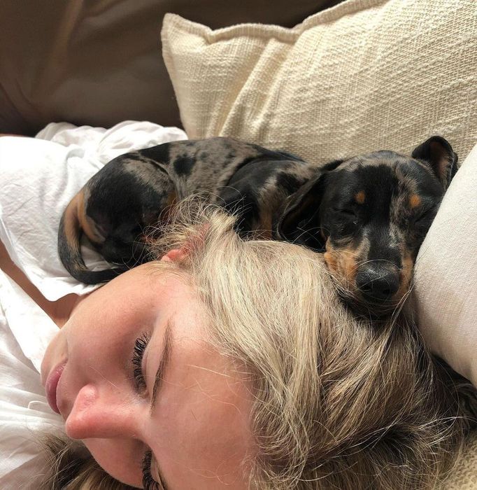 Такса міні цуценя хлопчики і дівчатка