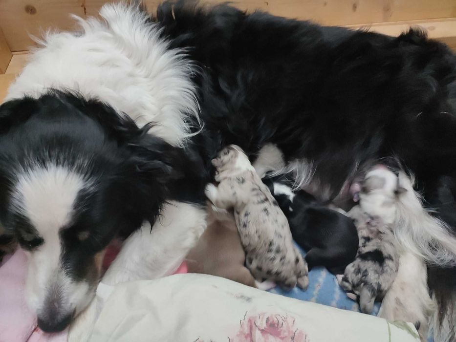 sunia tricolor border collie FCI