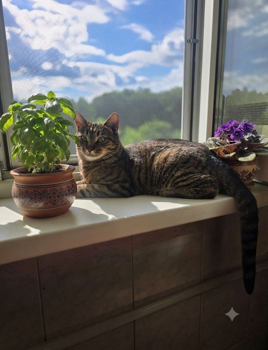 Котик в добрі ручки!