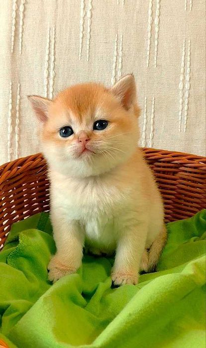 Шотландские котята (ЗОЛОТАЯ ШИНШИЛЛА)
