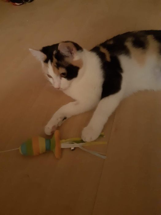 Cukne kotki do adopcji. Ostoja Mruczków