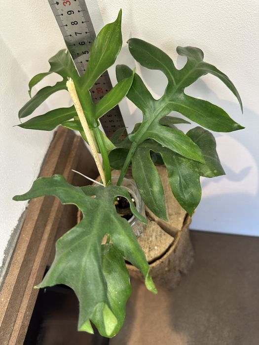 Філодендрон Serrate Leaf