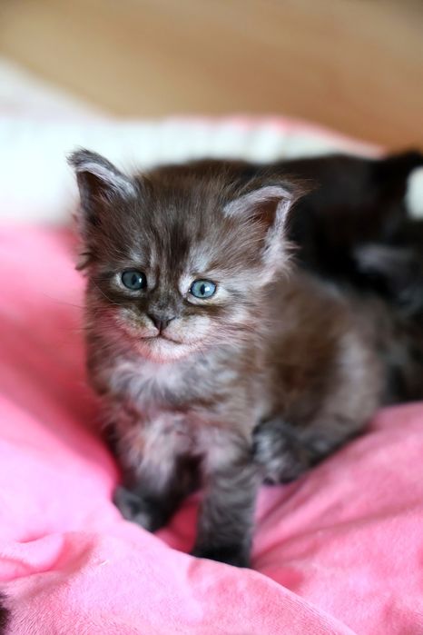 Kocurek Maine Coon
