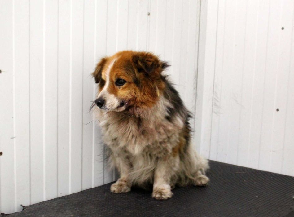 SZEREG do adopcji – Schronisko Jasionka