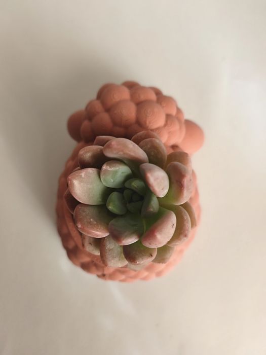 Vaso Decorativo Ovelha com suculenta
