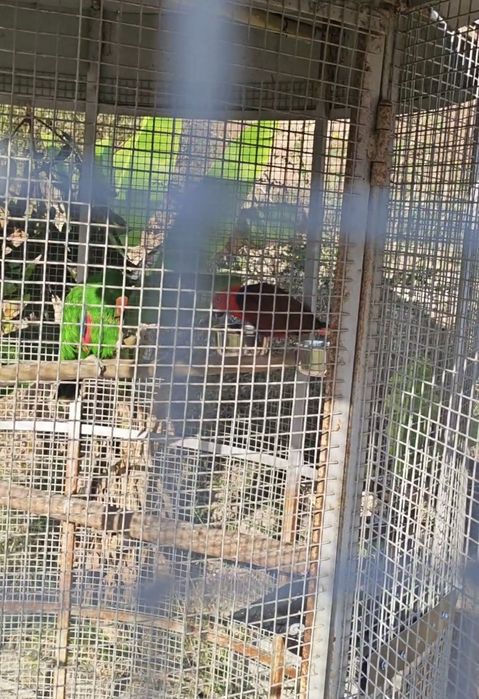 2 casais de papagaios ecletus. Troco por  arara criada a mão no mesmo valor