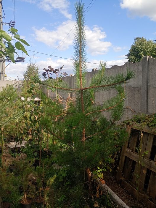 Sadzonki czarnej sosny