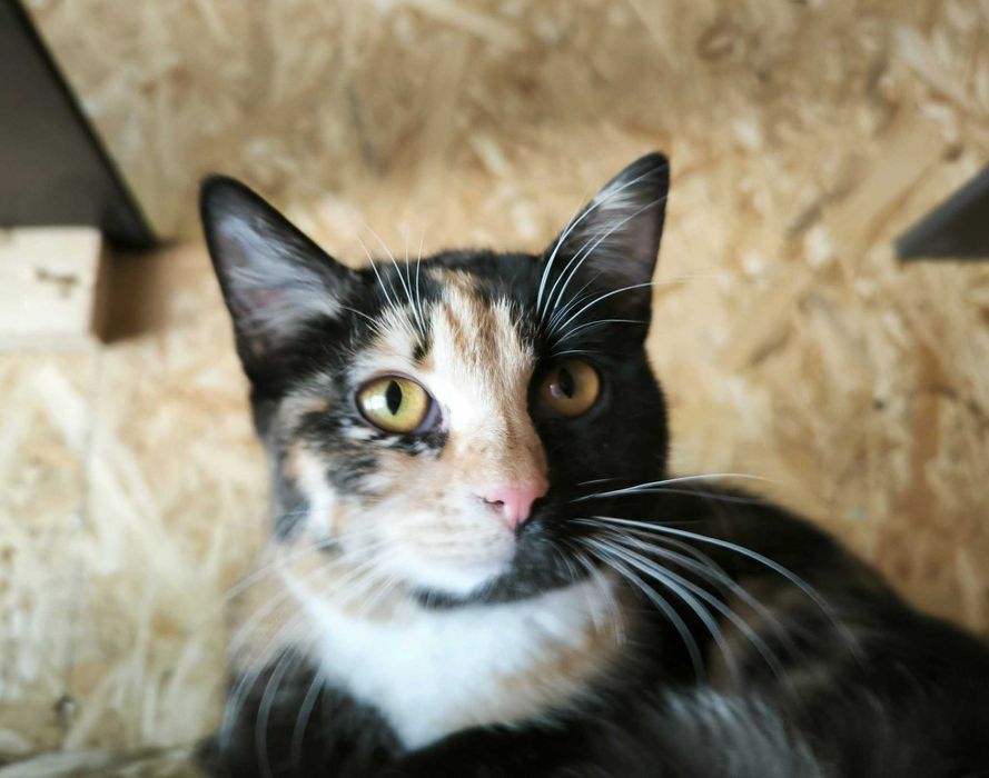 Młoda kotka poleca się do adopcji