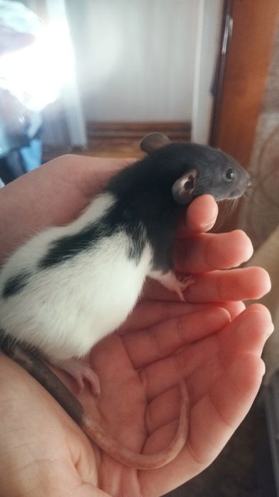 Класнючі крисинята Дамбо