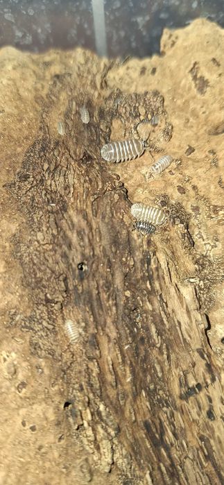 Isopody Armadillidium maculatum-wyprzedaż