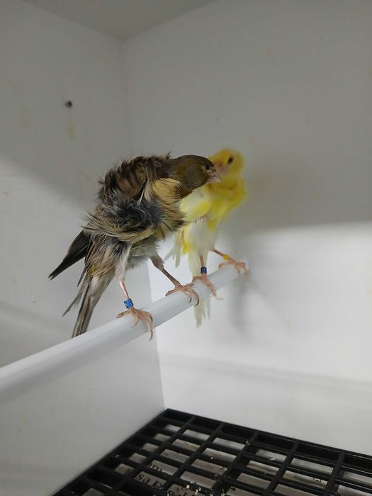 Frisados do Sul para cedência