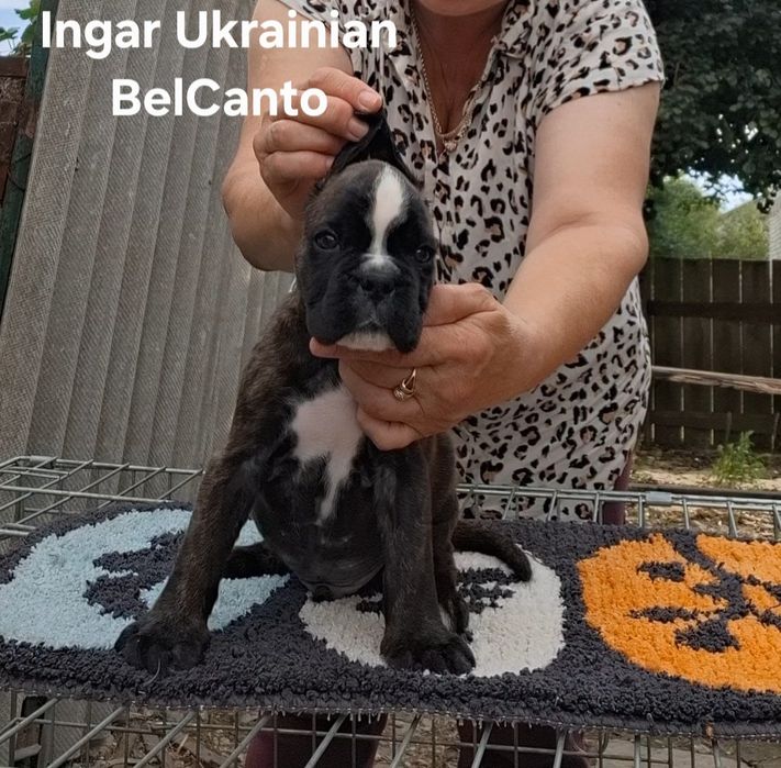 цуценята боксера