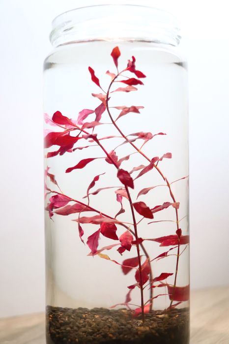 Plantas de aquário e Camarões