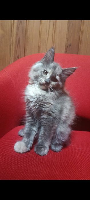 Maine coon fêmea