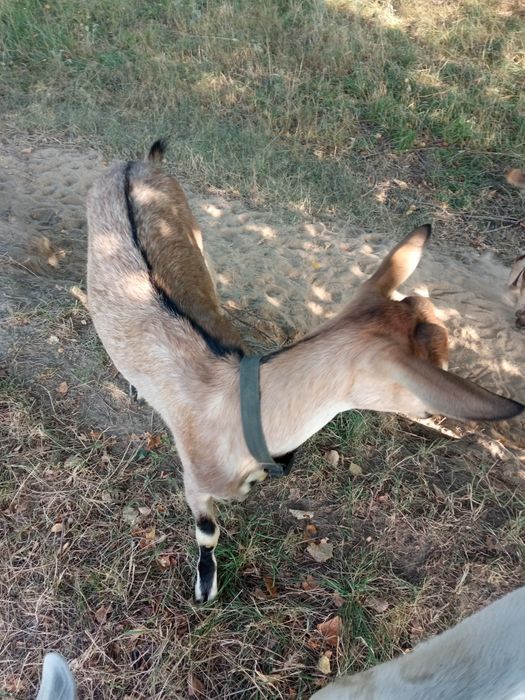 Альпiйска коза козочка дойна коза козел